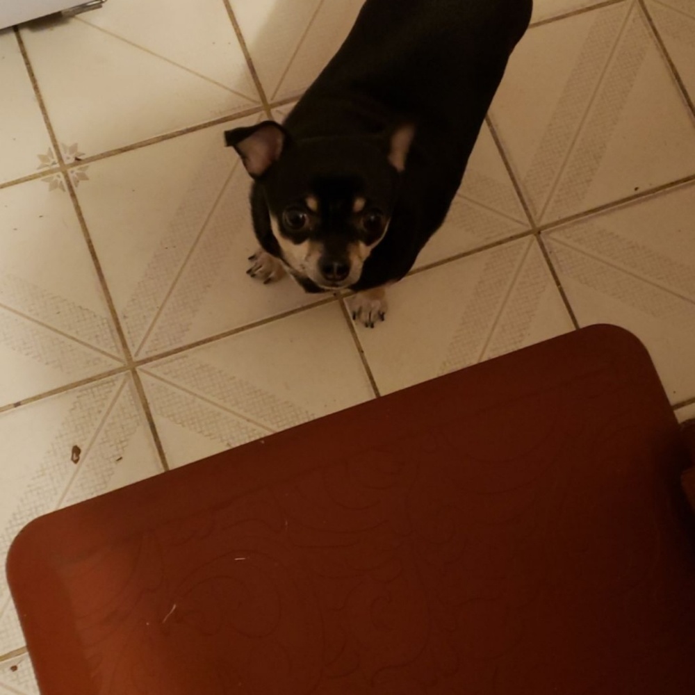 Meet your Posher, Cassandra